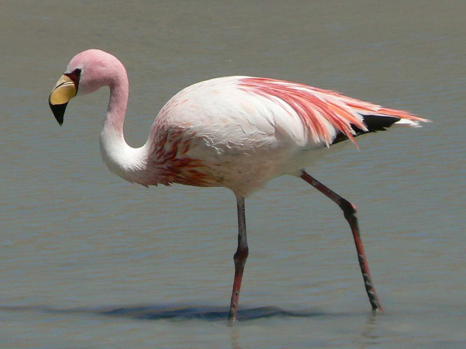 flamingo