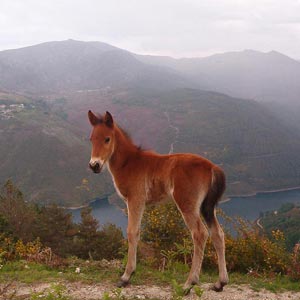 Resultado de imagem para raca garrana