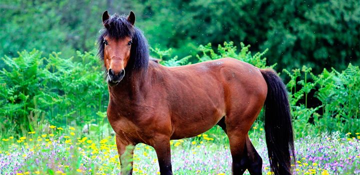 Resultado de imagem para raca garrana