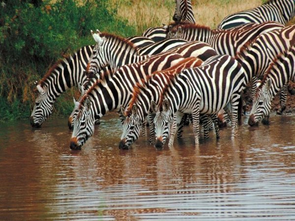 Zebras