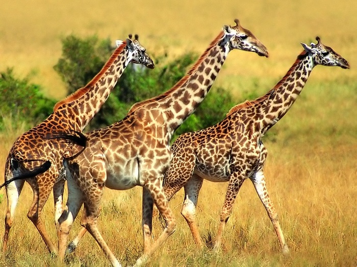 Girafas