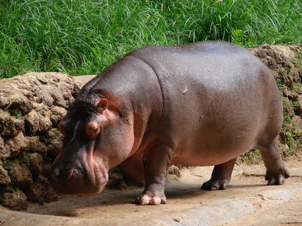 Hipopotamo
