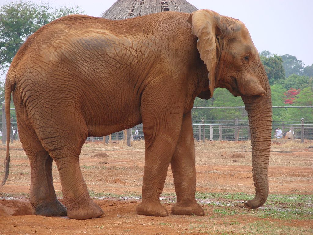 Elefante