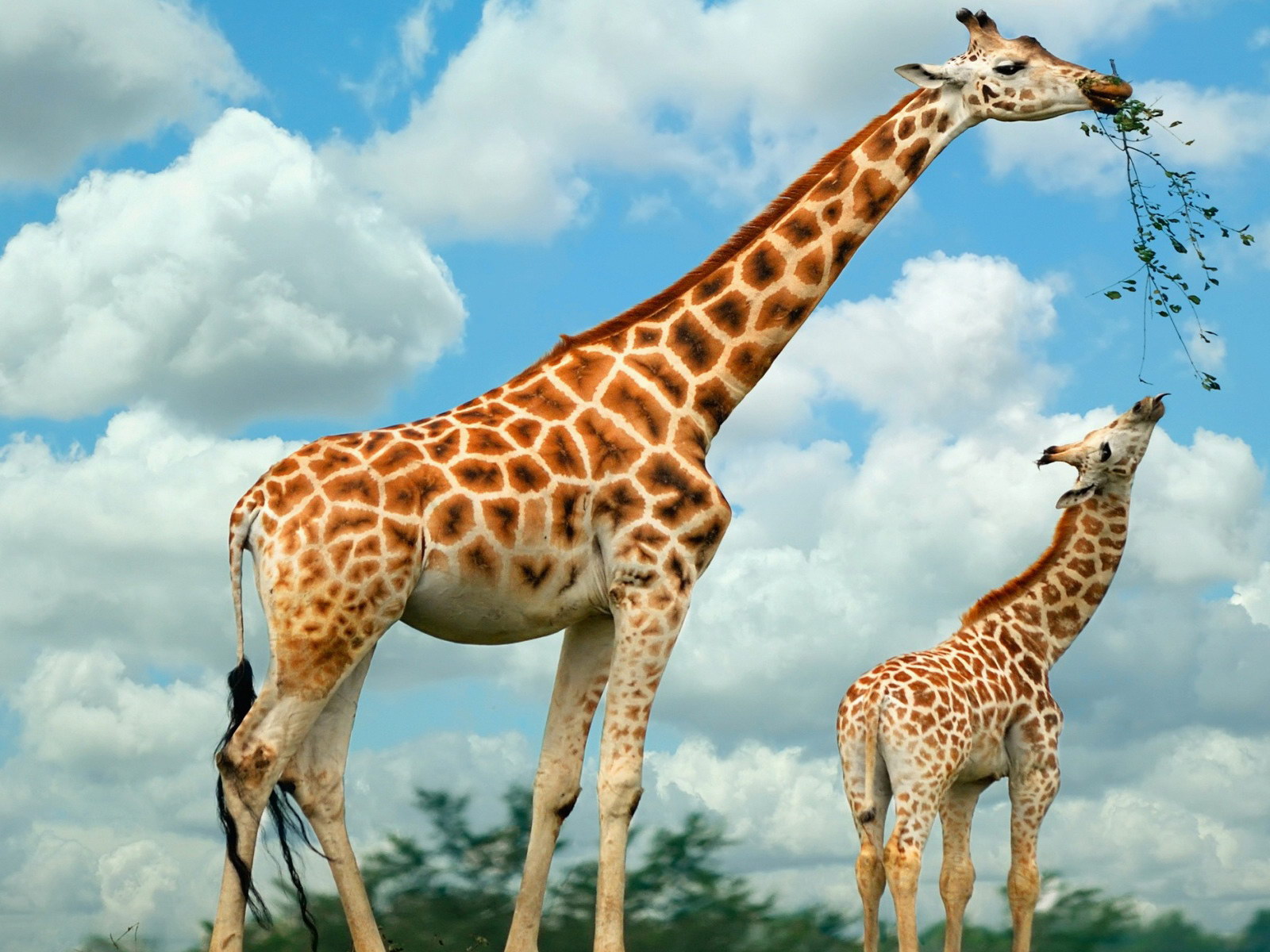 Girafas