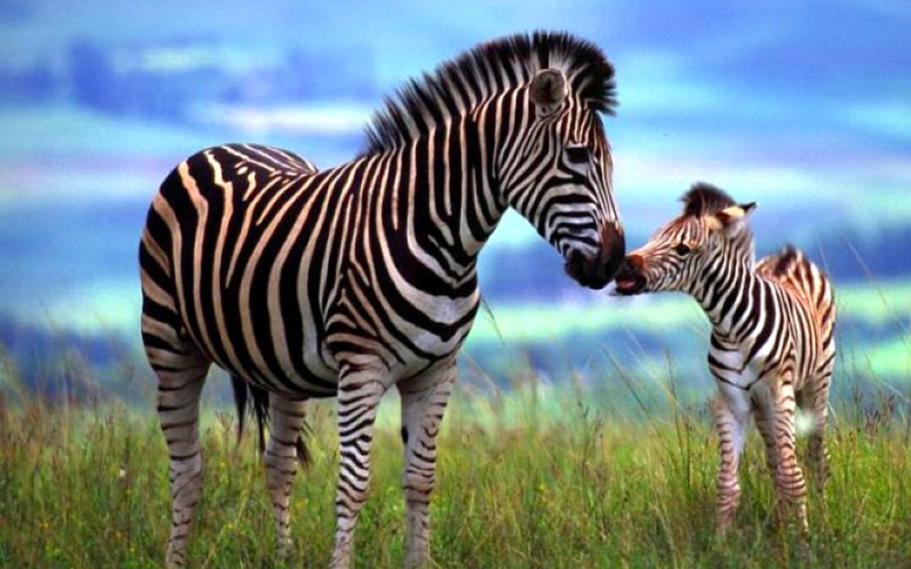 Zebras